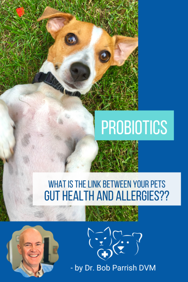 Can Dogs Use Human Probiotics