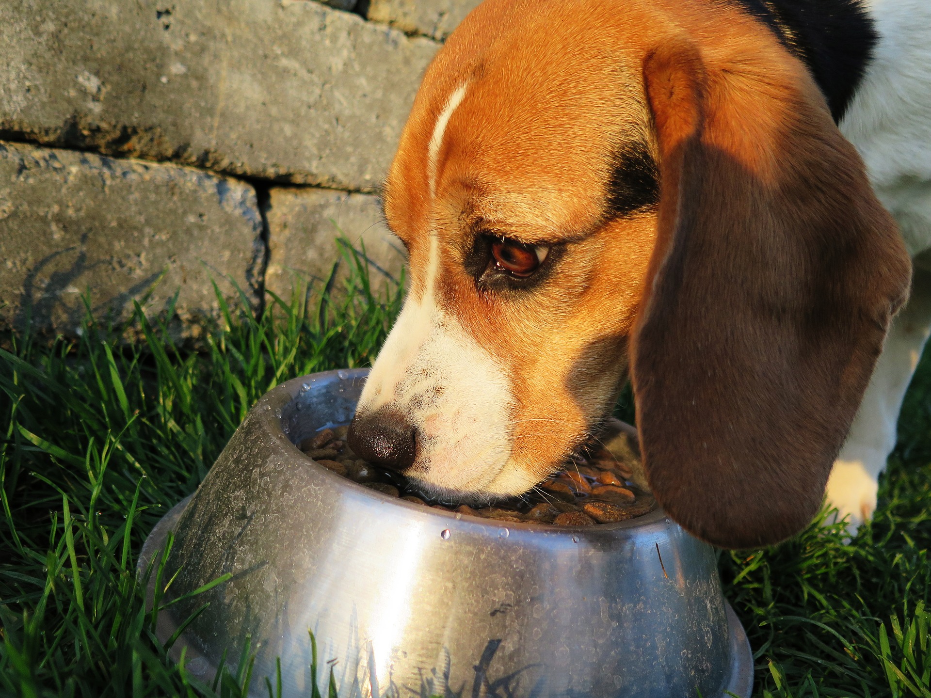 Dogs Fed Grain-free Diets Could Be At Risk Of Heart Disease