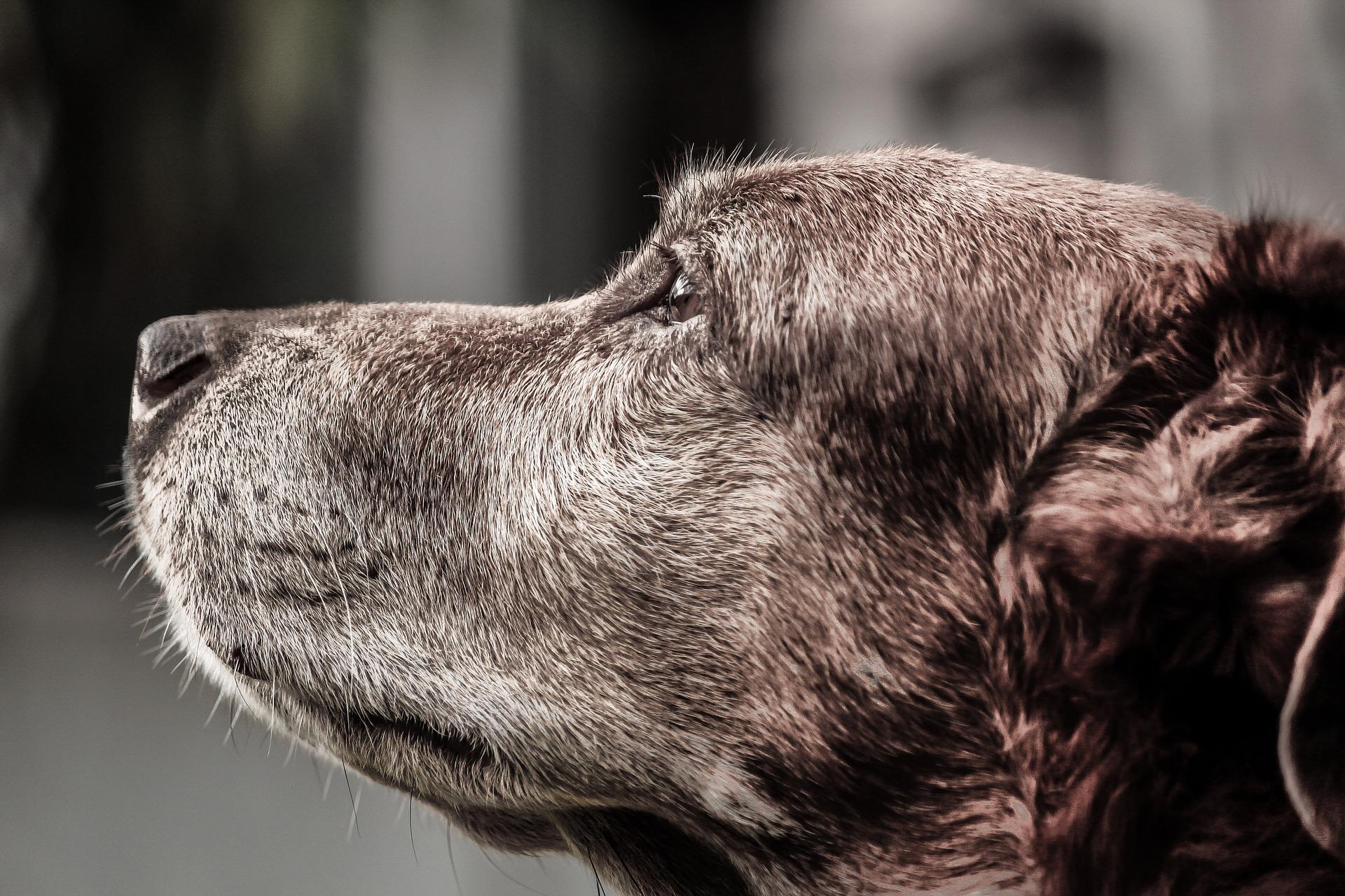 Helping Old Dogs With Arthritis And Joint Pain
