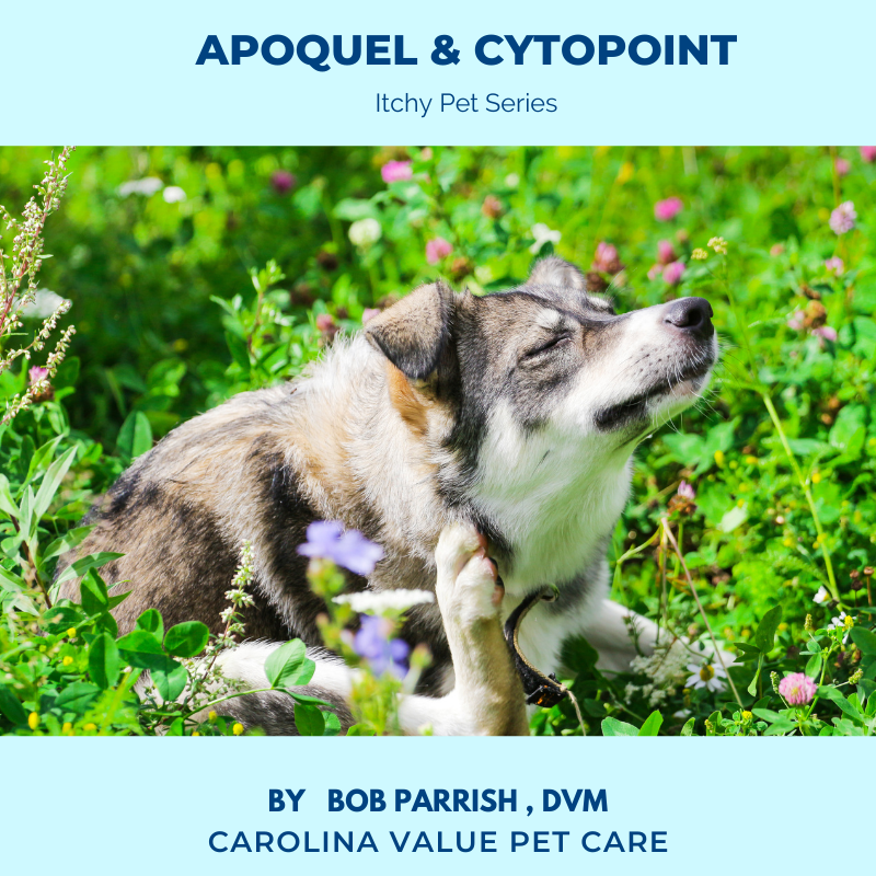 Allergic Dermatitis: Apoquel & Cytopoint