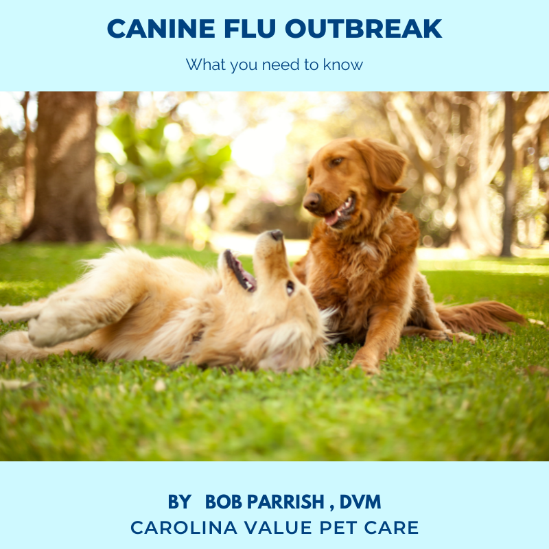 Canine Flu Outbreak
