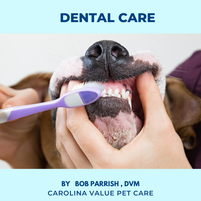 Dental Care For Your Pets
