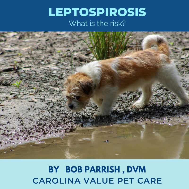 Leptospirosis FAQ
