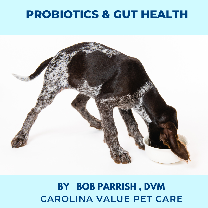Probiotics For Pets: Why Use Them And Which Ones Are Best