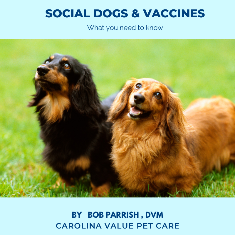 Vaccines For Social Dogs