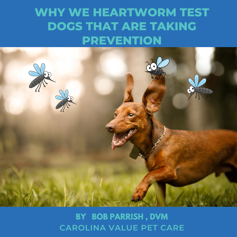 Why Are We Heartworm Testing?