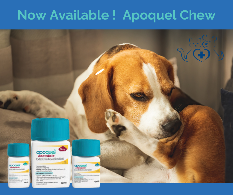 New Product! Apoquel Chew