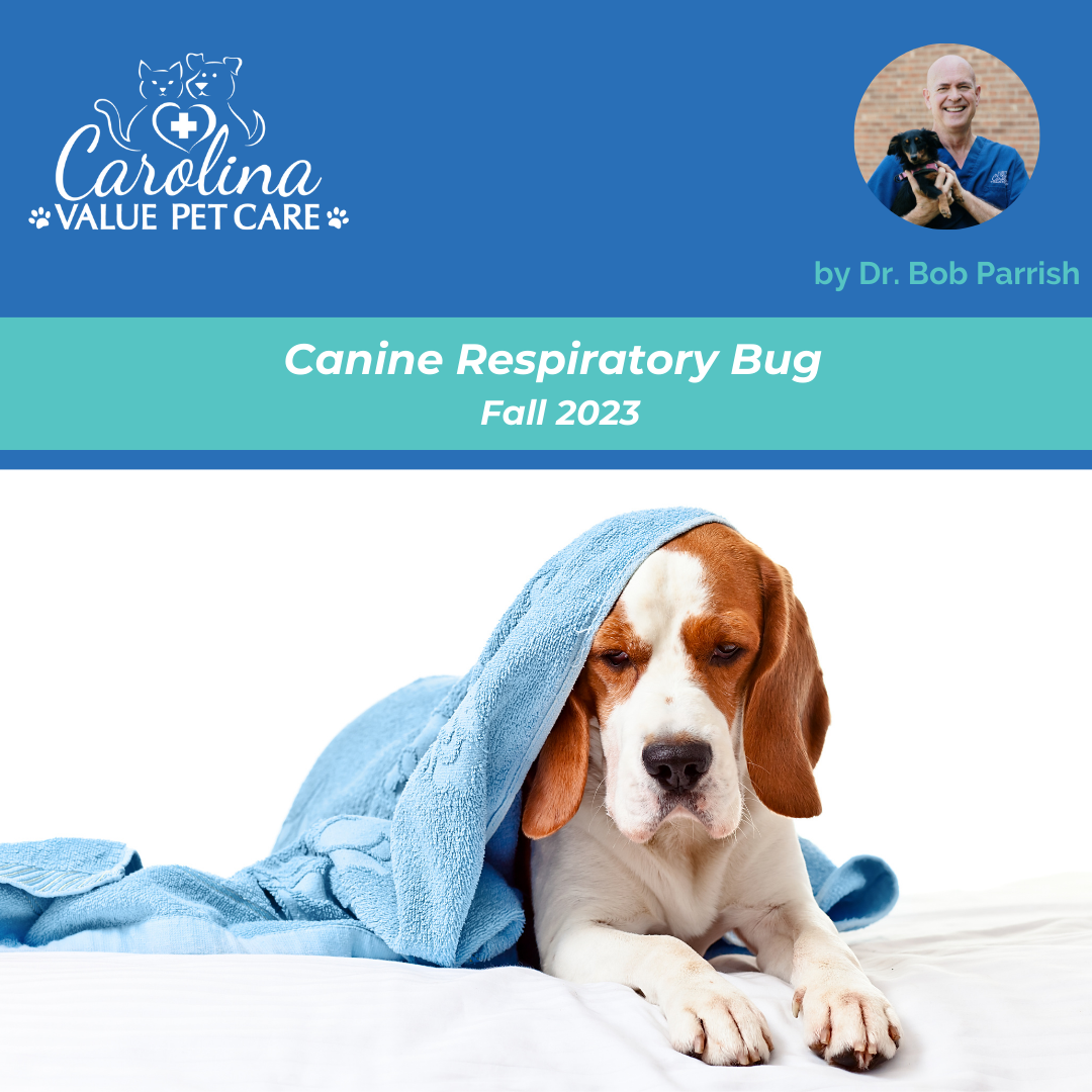 Latest Canine Respiratory Bug
