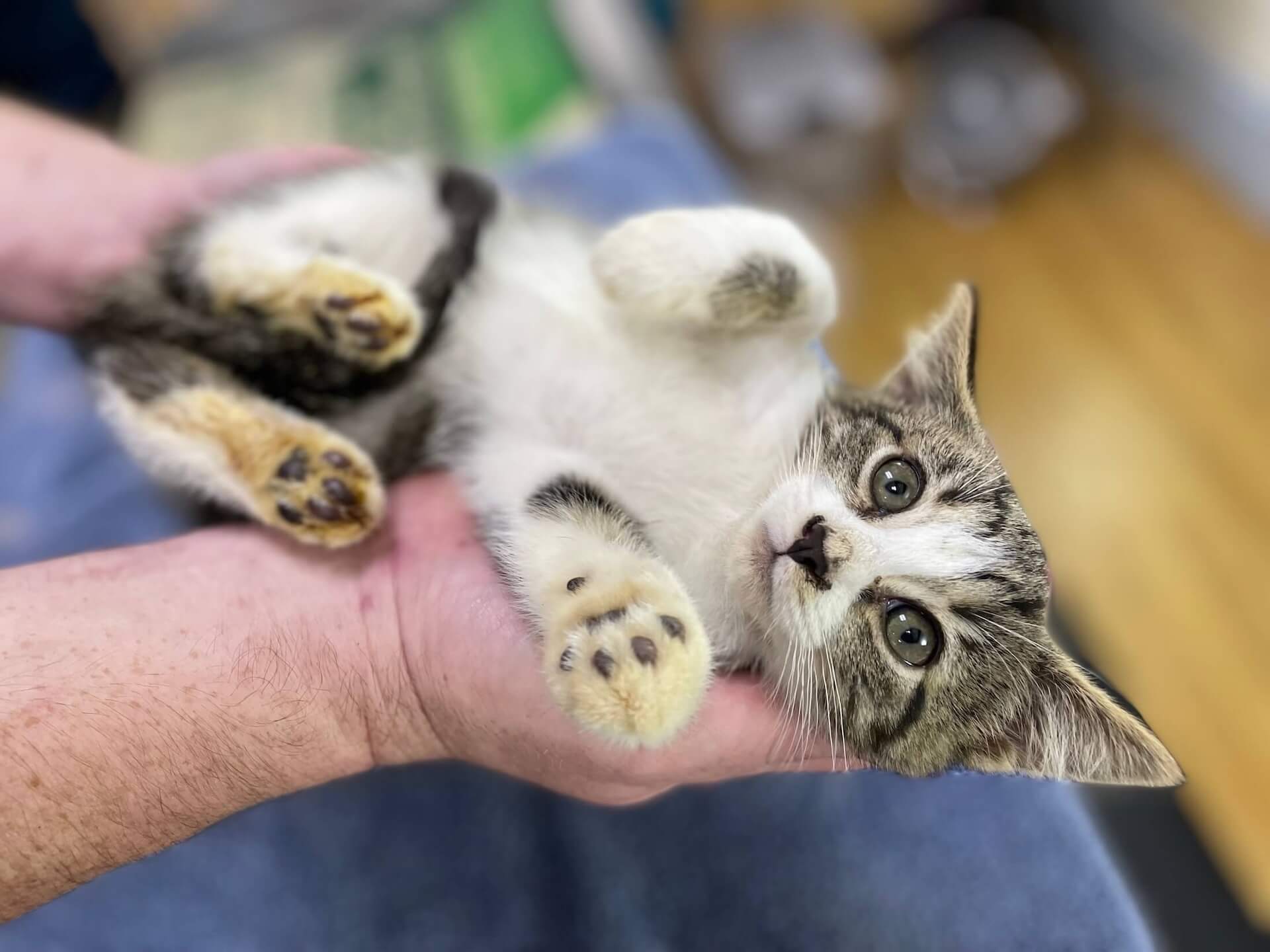 We Offer Cats Only Clinics 