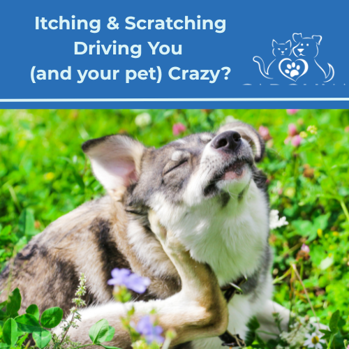What is Causing Allergies in your Pet? 