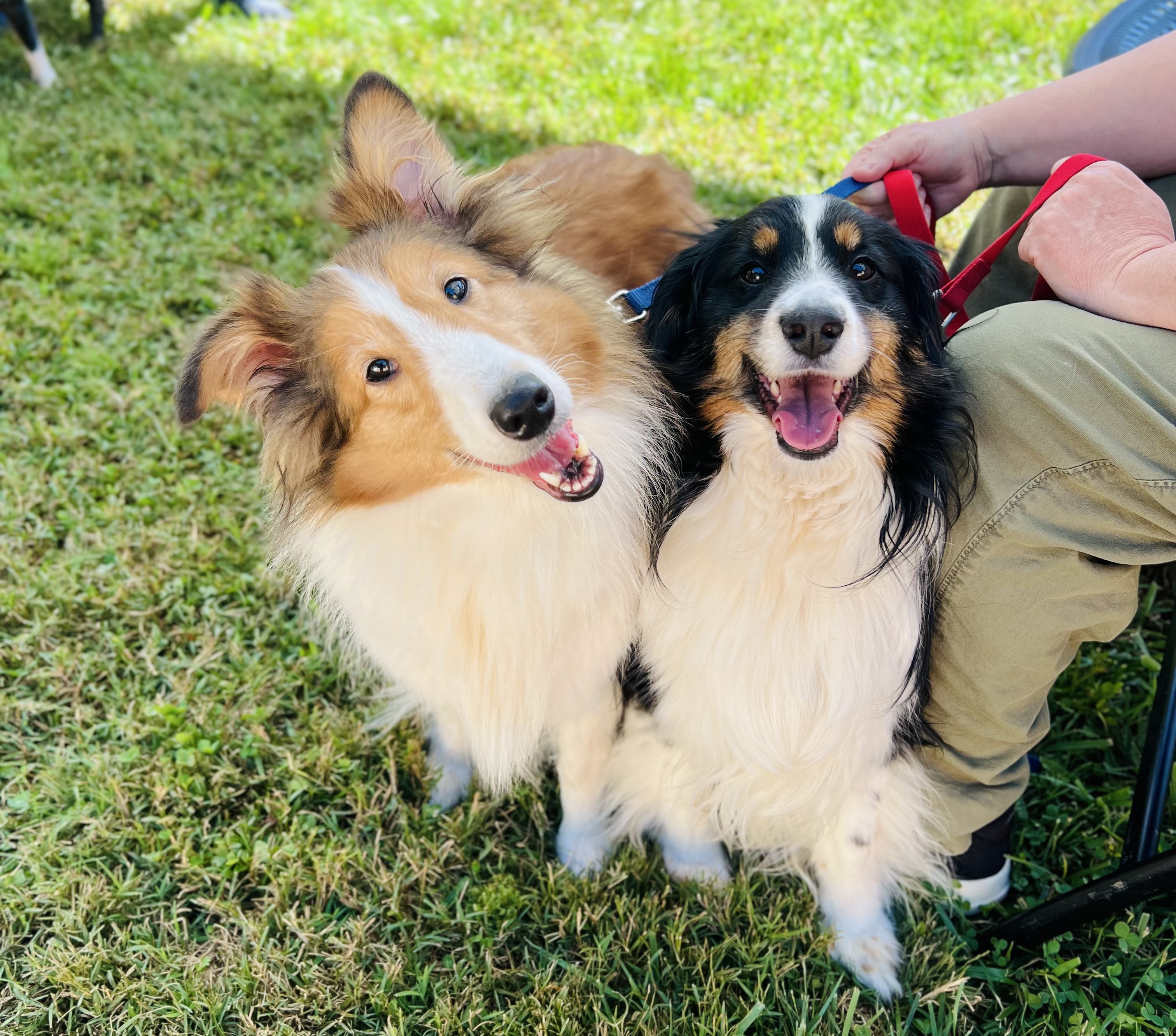 Two dogs 