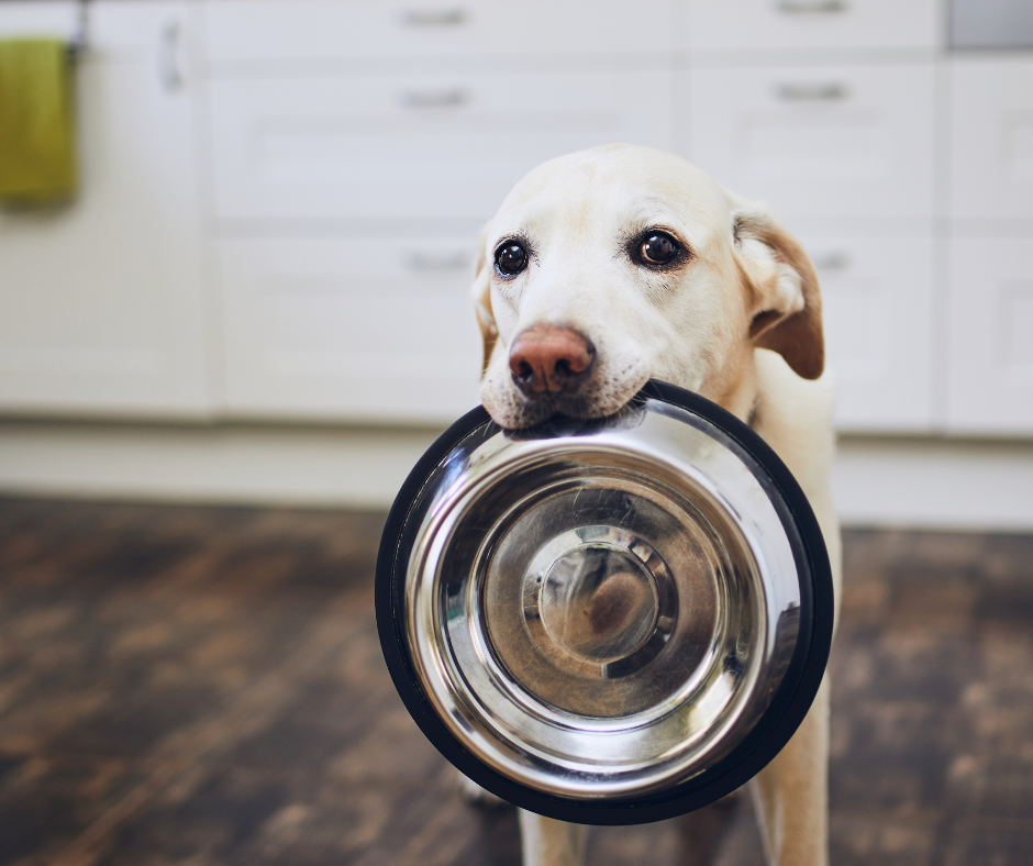 Dog Food 