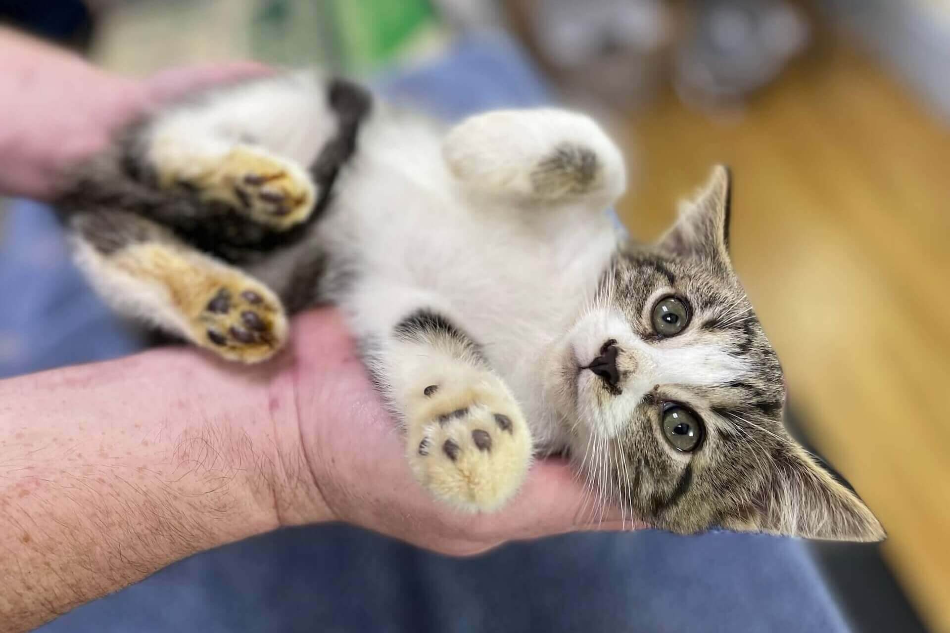 We Offer Cats Only Clinics 