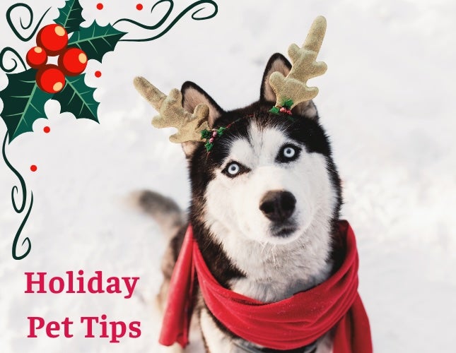 Holiday Pet Tips