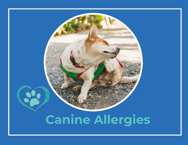 What is Causing Allergies in your Pet? 