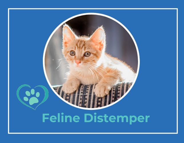 Feline Panleukopenia (Distemper) Virus