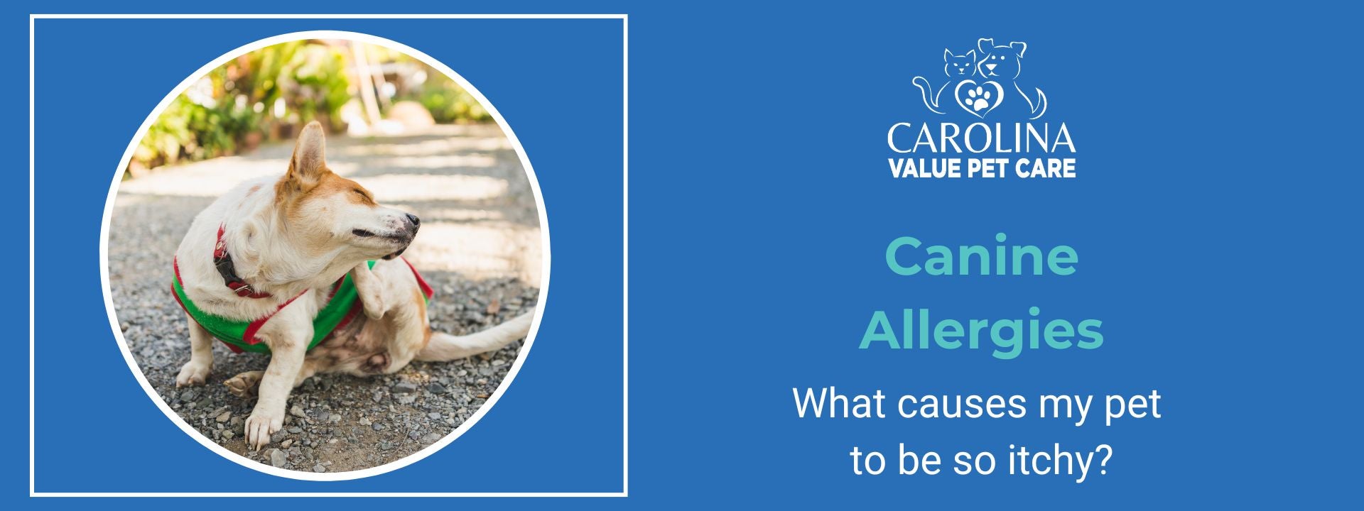 canine allergies