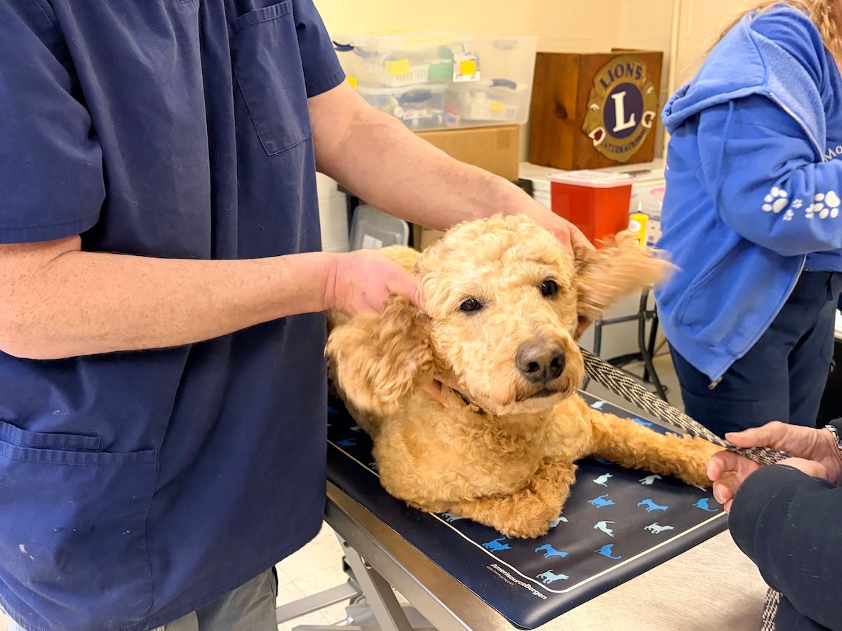 Dog getting ears rubbed 