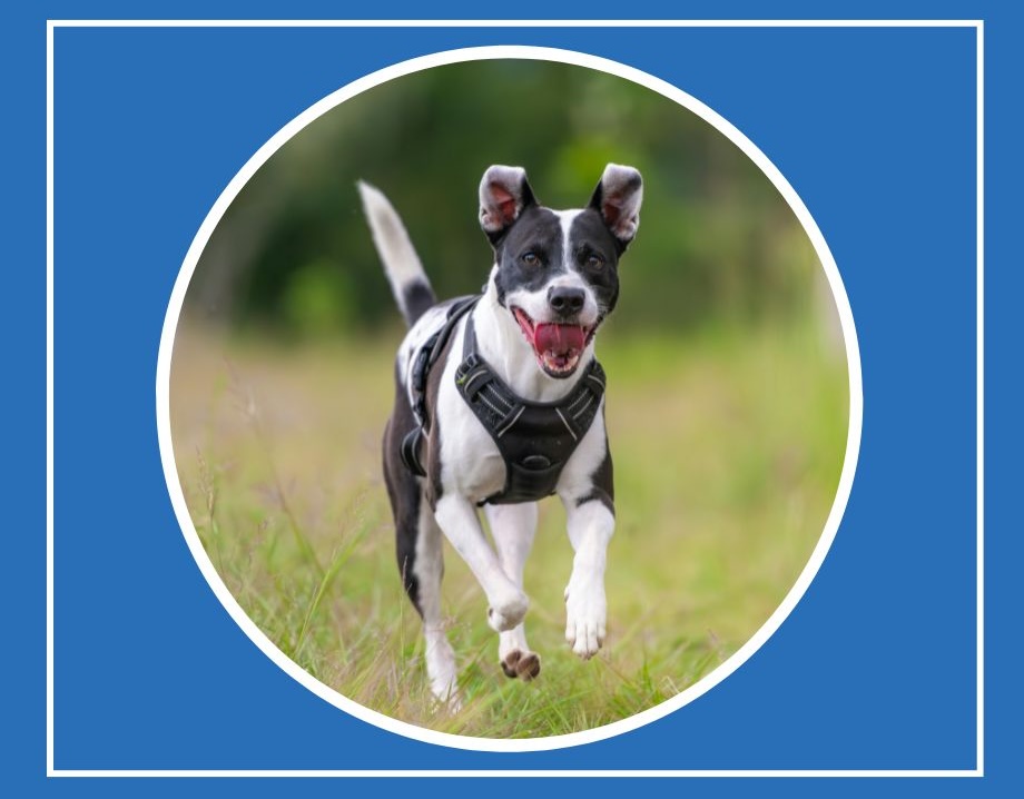 Heat Stroke in Dogs: Signs, Treatment, and Prevention Tips