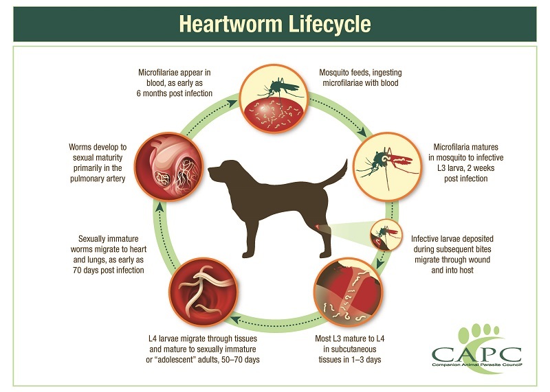 HW lifecycle