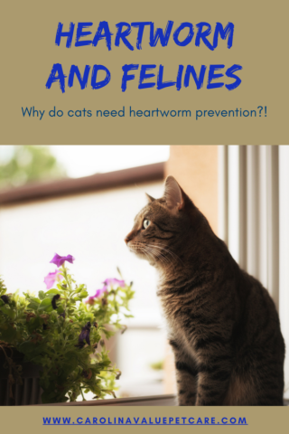 Heartworm And Felines