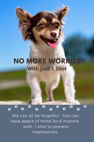 Proheart 6 Month & 12 Month Injectable Heartworm Prevention For Your Convenience