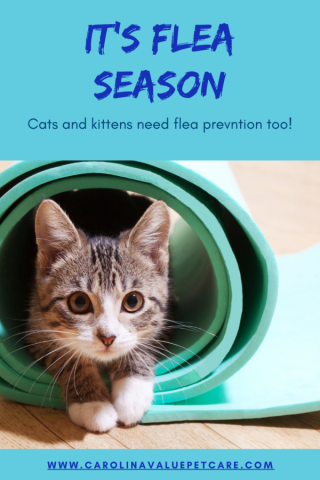 It’s Flea Season: Don’t Forget Your Kitties !