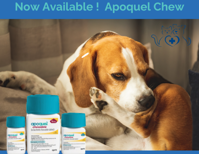 New Product! Apoquel Chew