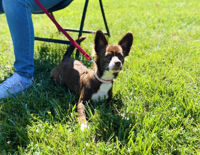 Heat Stroke in Dogs: Signs, Treatment, and Prevention Tips