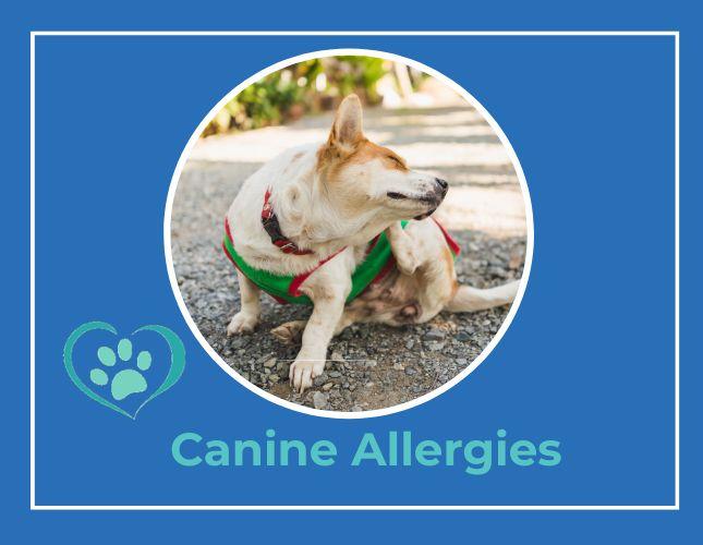 What is Causing Allergies in your Pet?