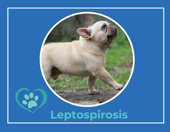 Leptospirosis
