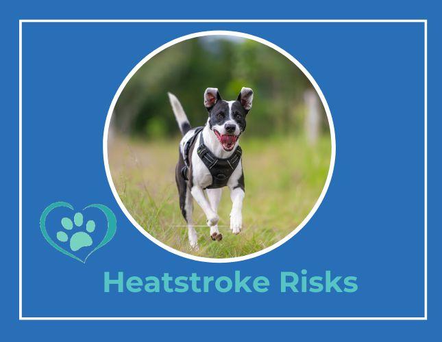 Heat Safety for Pets