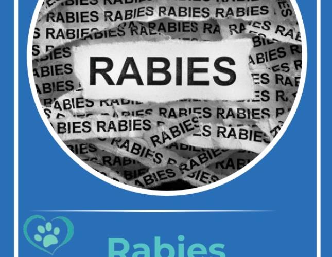 Rabies Awareness: What Every Pet Owner Should Know