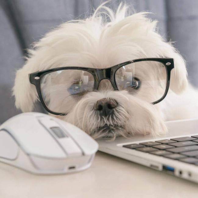 cvpc-pet-education